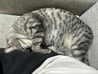 かわいい姿で寝ている猫　唐突過ぎる「猫ドリル」にホッコリ