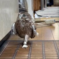 【猫に見守られるフクロウ】とっとこ歩く妹を見守る兄の日常が「ほのぼのする」と絶賛！