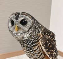 【何かを見てるフクロウ】「じー…」視線の先にある物とは？意外な結末に思わず二度見してしまう！