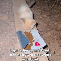 「農場の敷地内で食べ物を探していた猫」保護してエサや温かい居場所を用意して可愛がった結果…よく懐き体重も増えて一安心