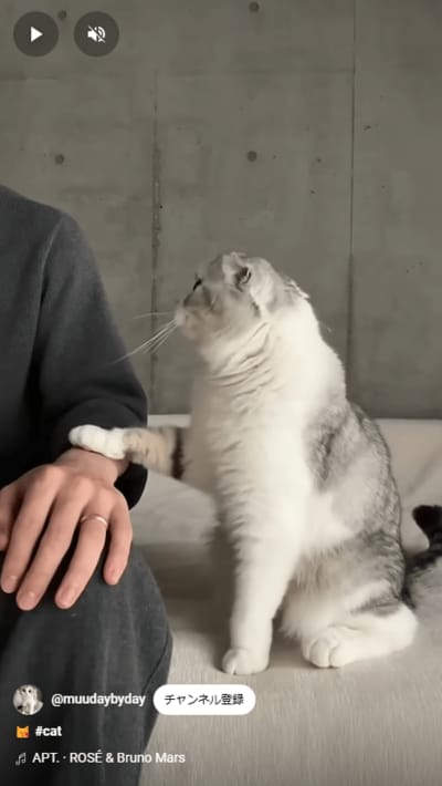 おねだりしちゃう猫ちゃん