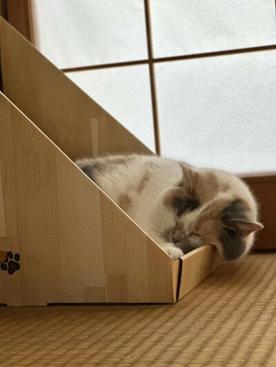 ほっぺがむぎゅっとはみ出しています
