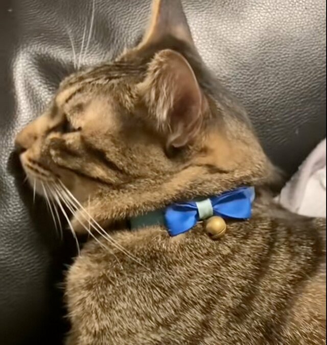 ​​【爆笑】狙ったパンを取れなかった猫の「意外な復讐」が話題「ささやかすぎるw」