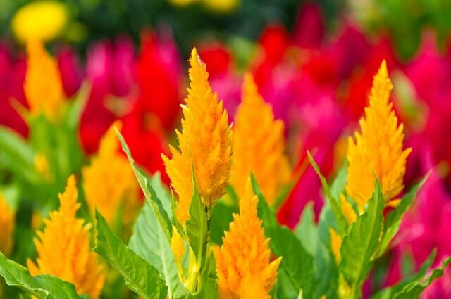 【晩秋までずっと咲く花】ふわふわ質感が魅力の《ケイトウ》個性豊かな5種類＆育て方のコツ
