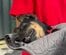 事故で立つこともできなかった犬 倒れても歩く練習を続け…砂浜を駆ける姿に感動