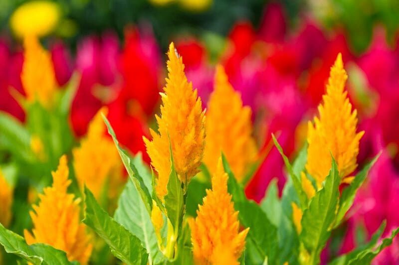 【晩秋までずっと咲く花】ふわふわ質感が魅力の《ケイトウ》個性豊かな5種類＆育て方のコツ