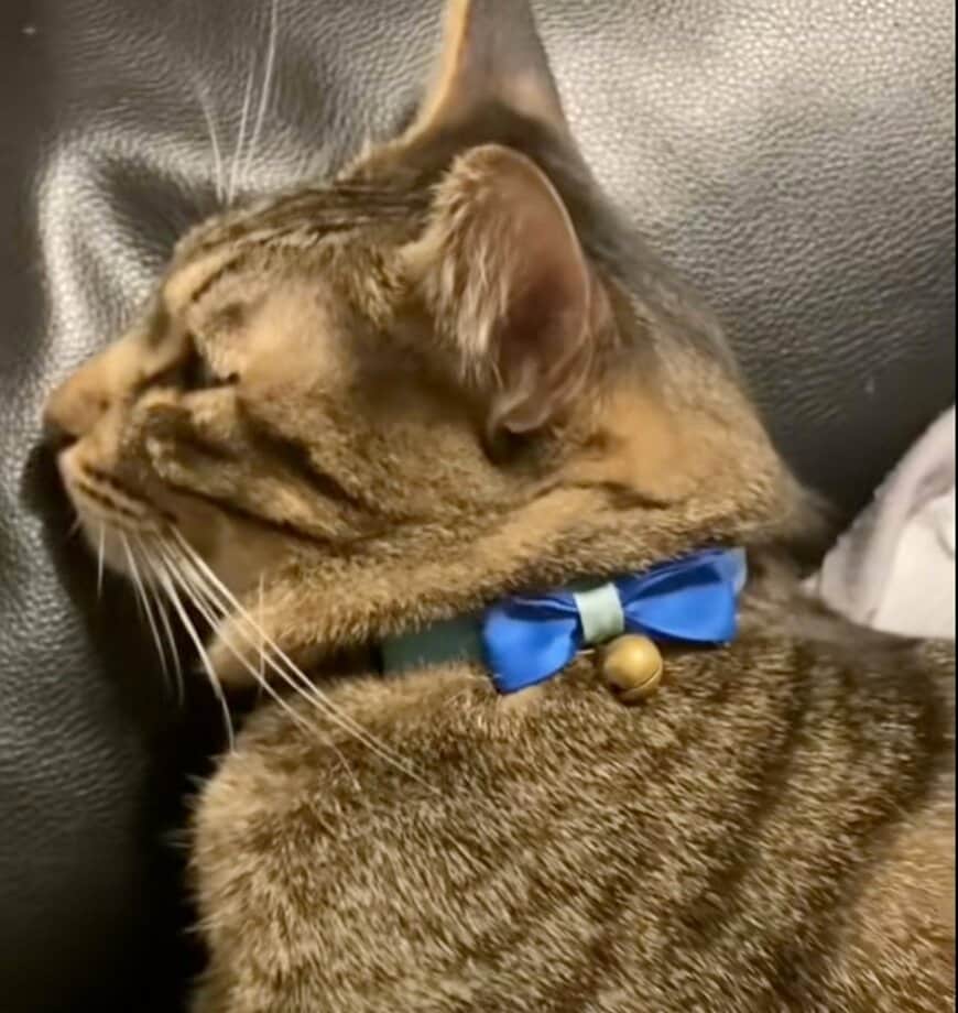 ​​【爆笑】狙ったパンを取れなかった猫の「意外な復讐」が話題「ささやかすぎるw」