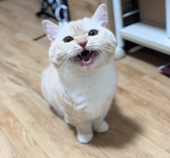 飼い主さんがアイスを食べていたら…「ごはーーん」猫ちゃんがおしゃべり！？可愛い様子が2万回再生