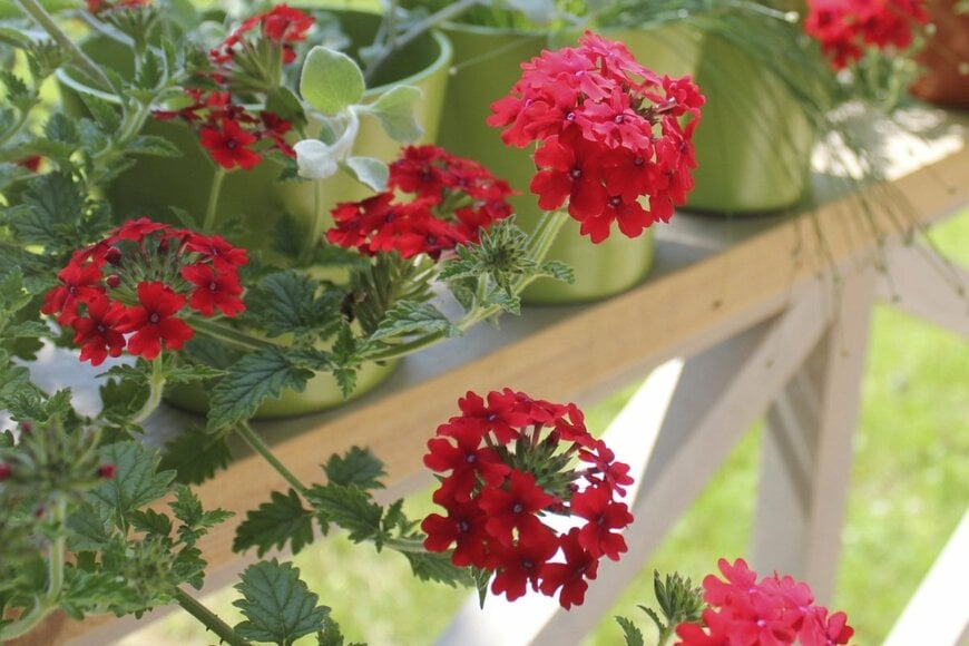 vaivirga/shutterstock.com