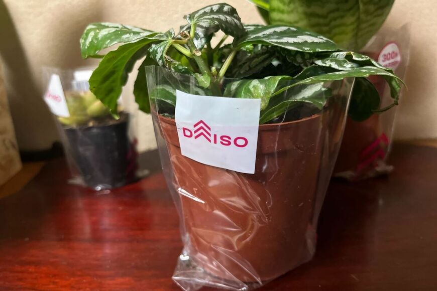 【ダイソーで買ったおしゃれな観葉植物】室内で育てやすい＜おすすめ観葉植物3選＞