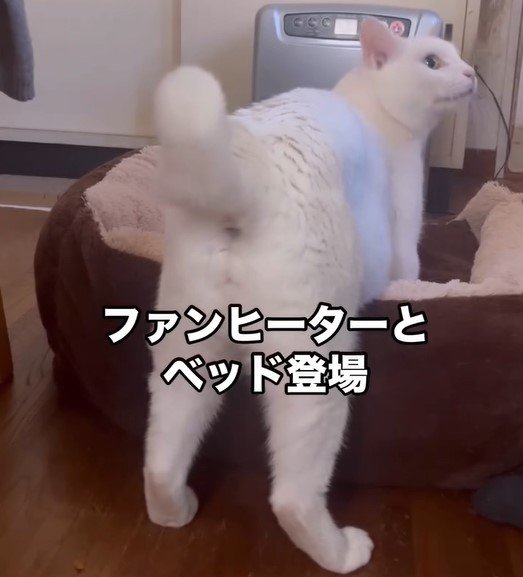 今年初のクッションに緊張する元保護猫さん、ママさんの愛あふれる行動にホッコリ！