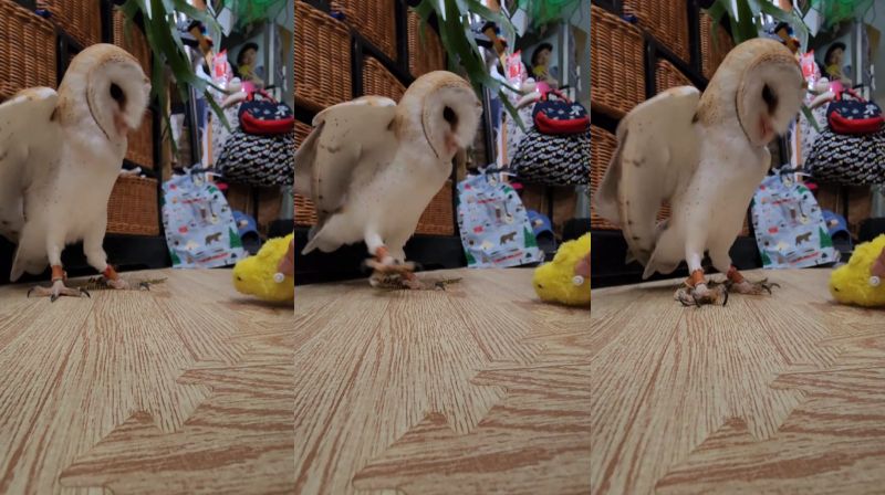 出所：@miki4wan108