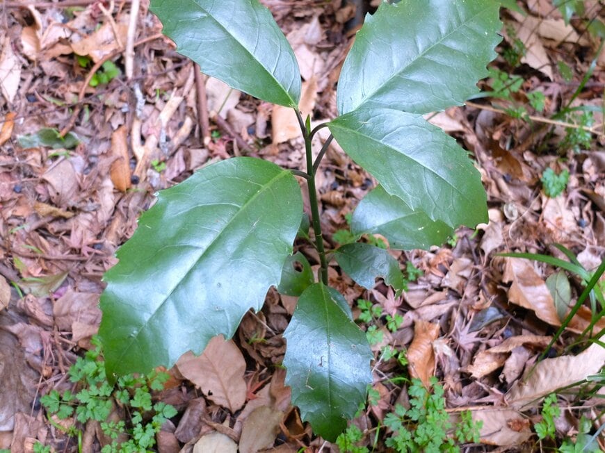 LIMOガーデニング部撮影／アオキ