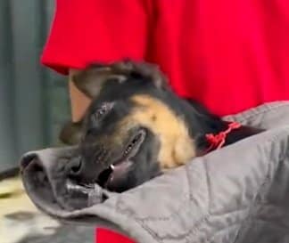 事故で立つこともできなかった犬 倒れても歩く練習を続け…砂浜を駆ける姿に感動