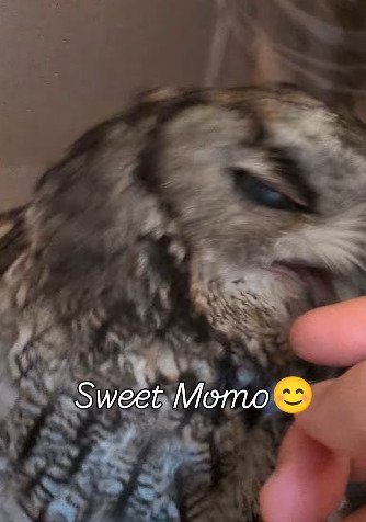 出所：＠keiko1527