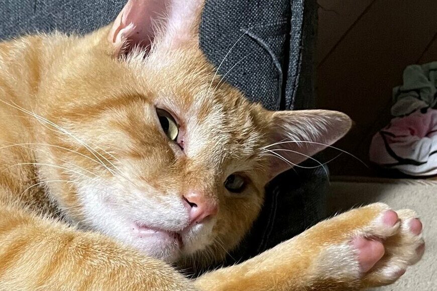 出所：@Beercat_Ana_Dar