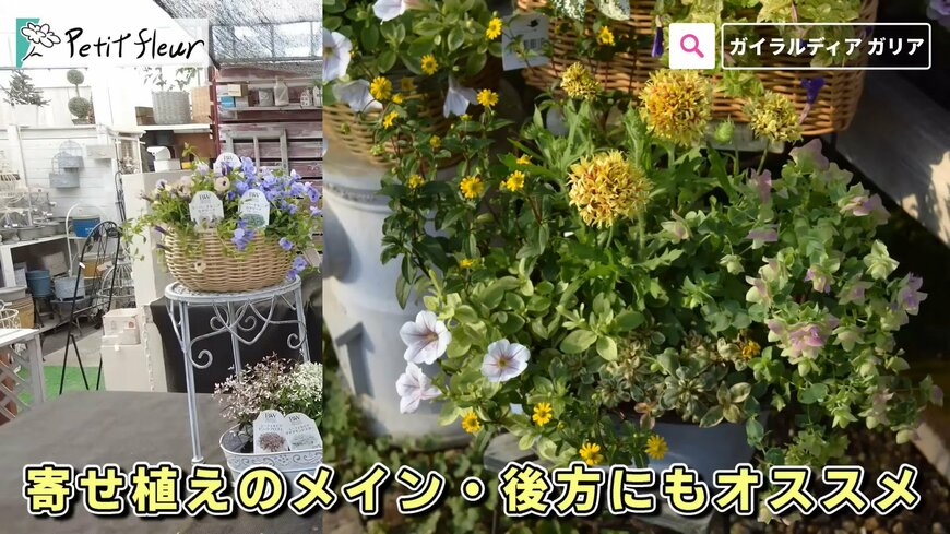 出所：@petit_fleur