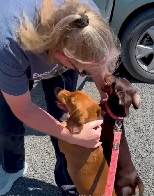 飼い主の突然の病で一緒に暮らせなくなった2匹の犬　「ここなら安全に暮らせる」飼い主の思いに胸が熱くなる