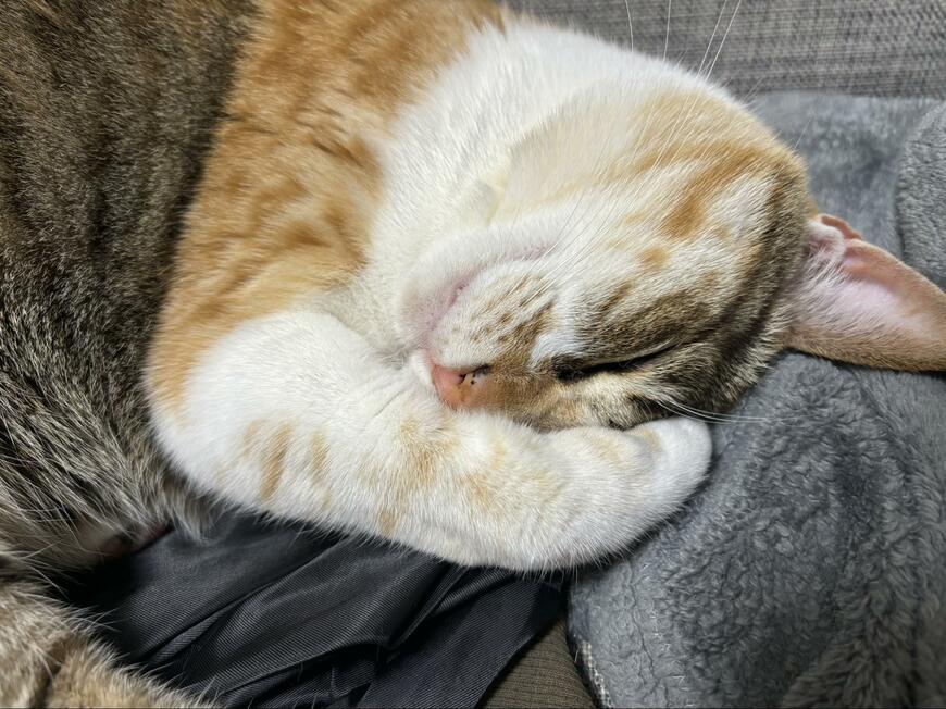 出所：@totomaru_hanmi