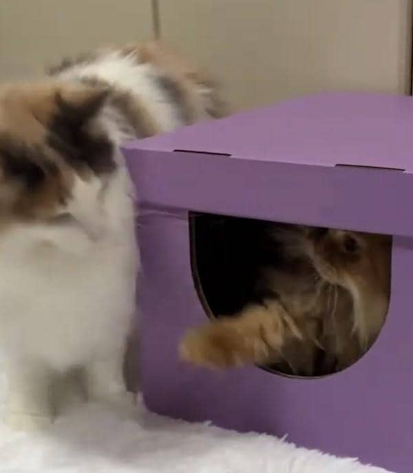 箱に吸い込まれていく2匹の猫ちゃん　次々と吸い込まれる様子に「ブラックホールですね」の声