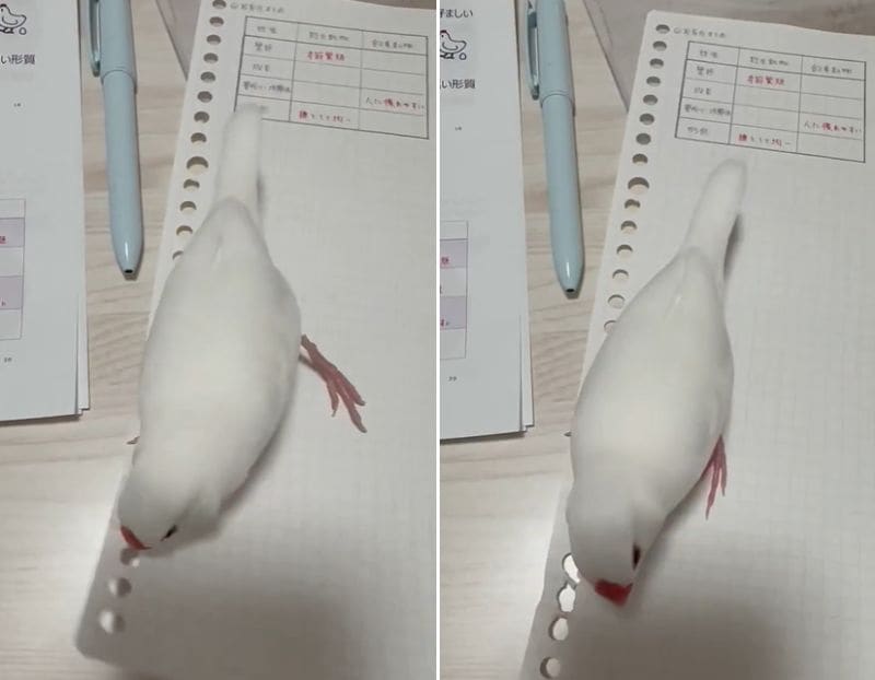 出所：@torinosimobe