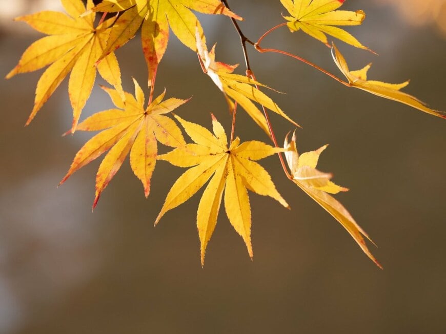 道端で拾った「一枚のもみじ」に季節の移り変わりを感じる　「秋と冬が同居」する状態に16万いいね