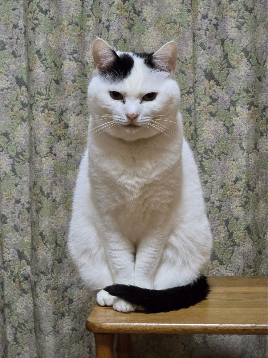 出所：@sironezumi77