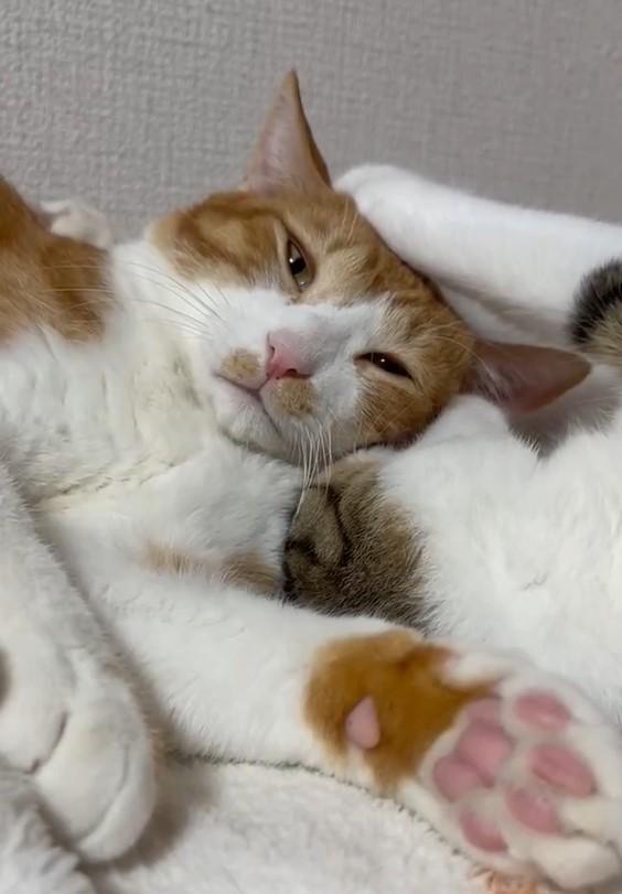 出所：@Neko2Obasan