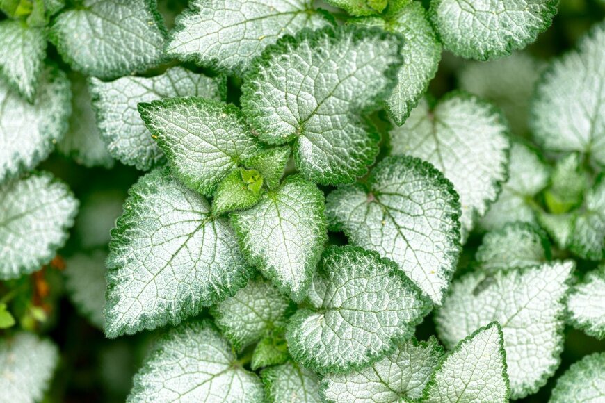 Andrew Buckin/shutterstock.com