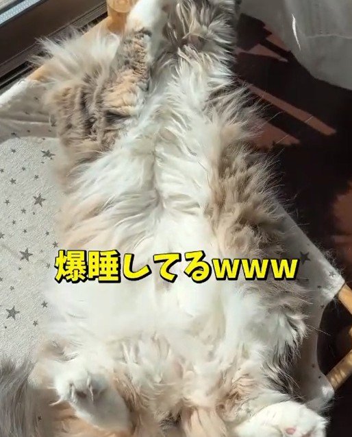 出所：＠cat.kinakomochi