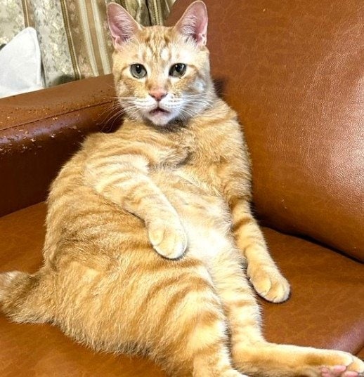 出所：@Beercat_Ana_Dar