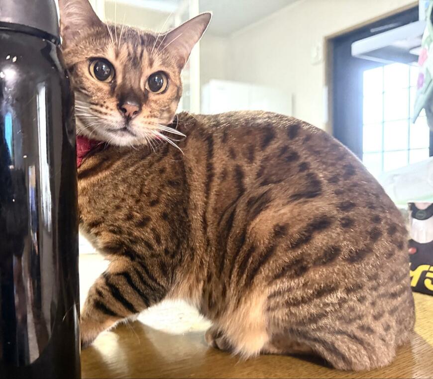 出所:@Beercat_Ana_Dar