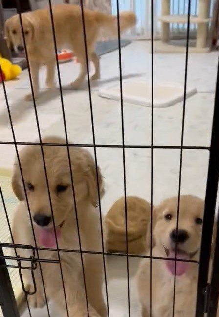 出所：@pu_channeldesu