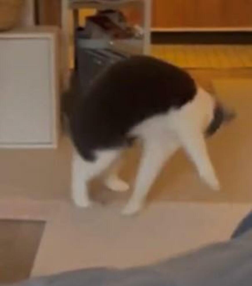サッカーする猫の動画にXユーザー「半ズボン履いてる！」なでしこジャパンに呼ばれそうな猫ちゃんが話題