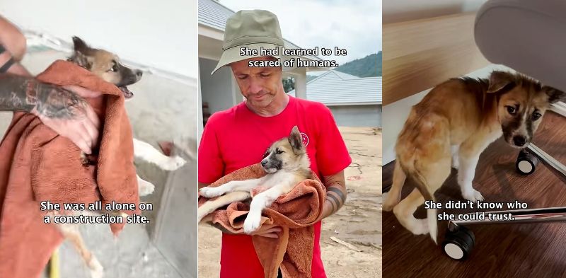 建設現場で保護された子犬のスカイと、人を怖がっていた頃の様子