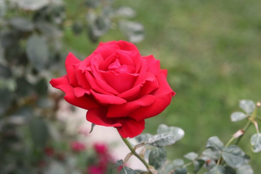 真っ赤なバラ、イングリッド・バーグマン