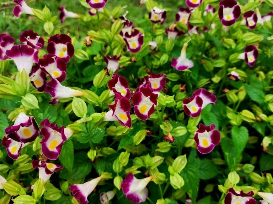 赤紫色の花を咲かせている、トレニア