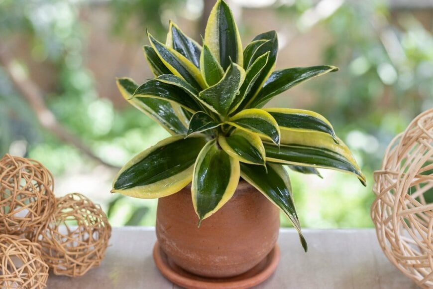 サンスベリアの観葉植物