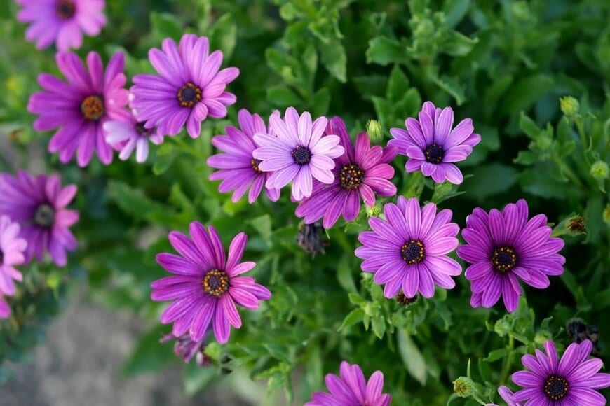 紫色の花を咲かせている、オステオスペルマム