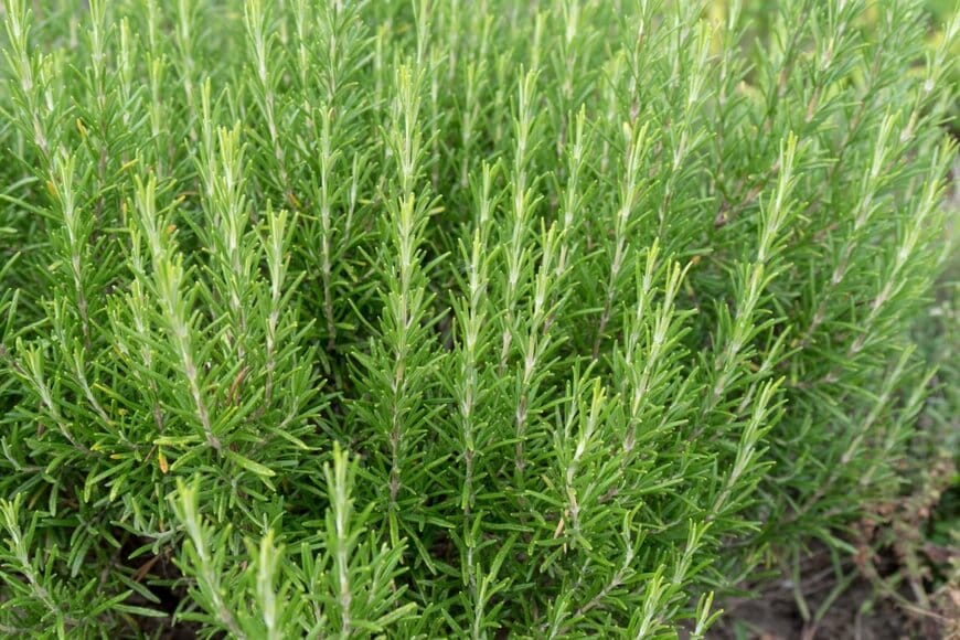 立性のローズマリー