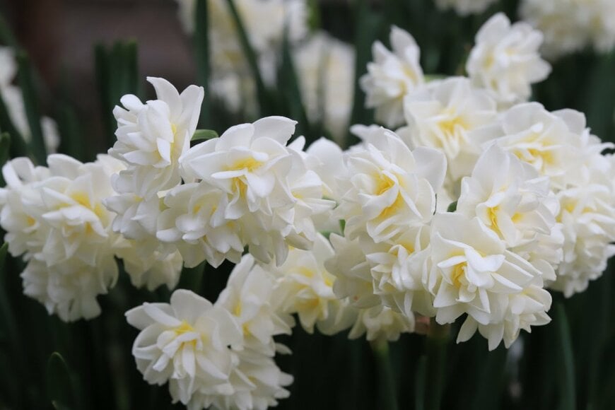 エリッチャー。花色はクリーム。小さめの花が特徴。