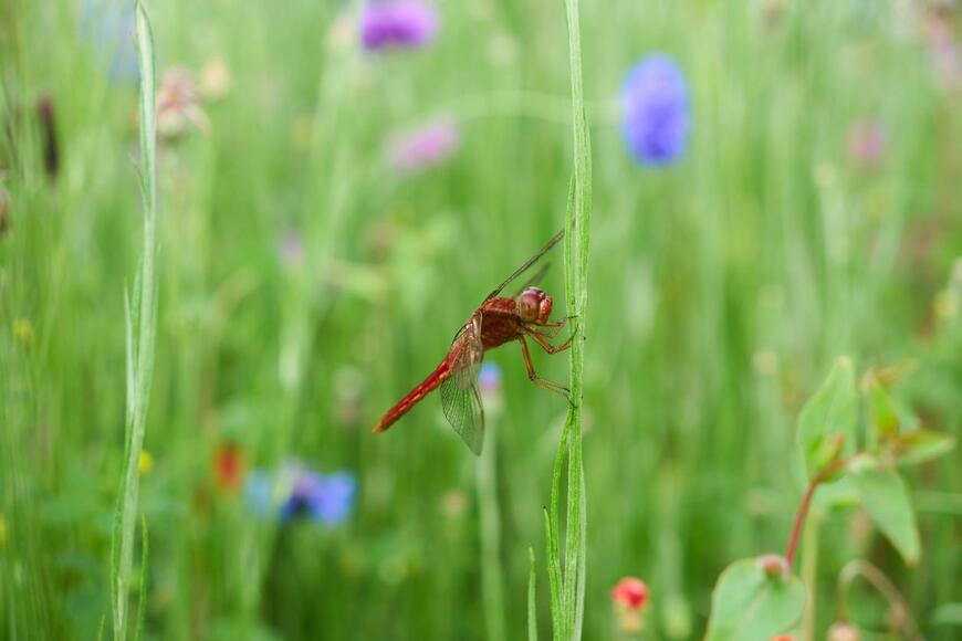 地方の子育てと都会の子育て