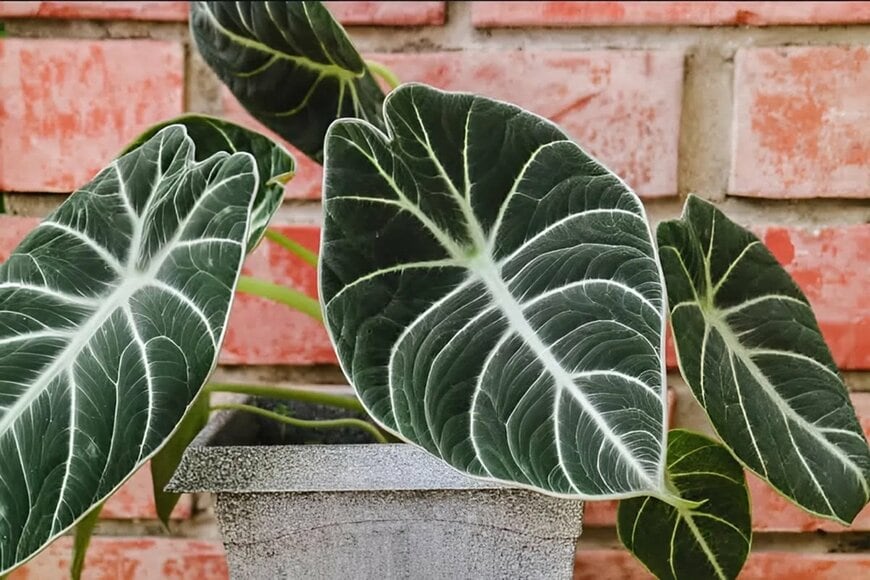濃い緑色の葉で、葉脈部分と葉の縁が白い、アロカシア