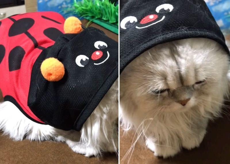 投稿動画のワンシーン