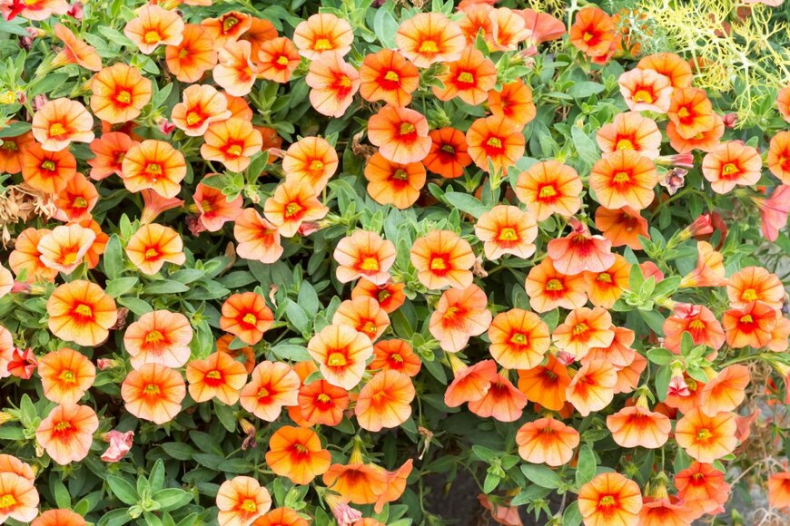 オレンジの花を満開に咲かせているカリブラコア