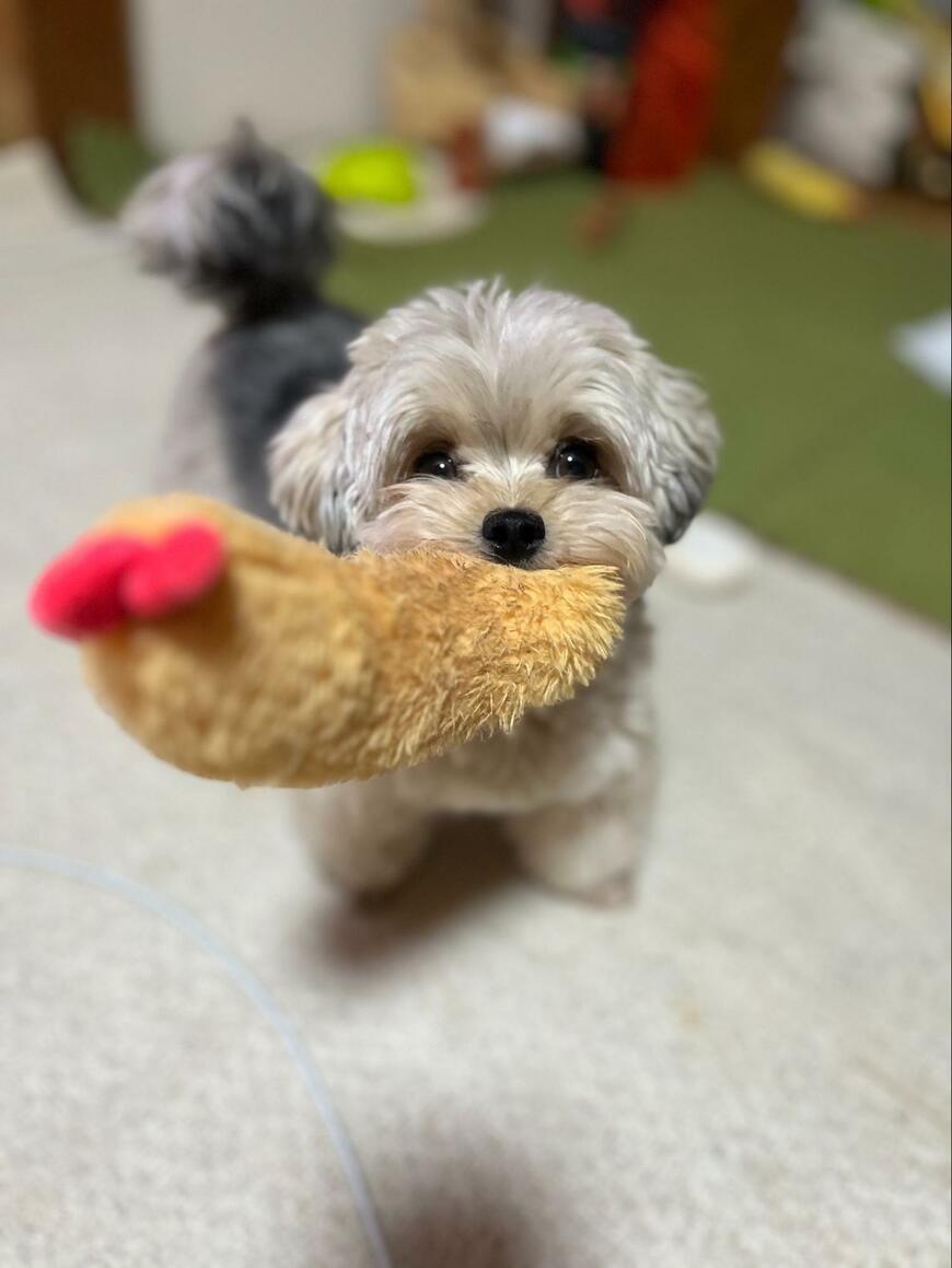 ぬいぐるみとい犬