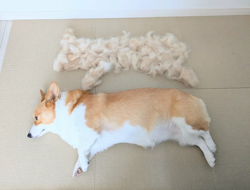 大量の抜け毛の形に注目！