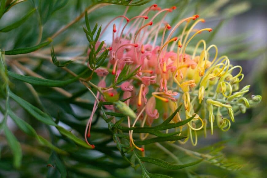 ピンクと黄色のグラデーションが美しい、グレビレアの花