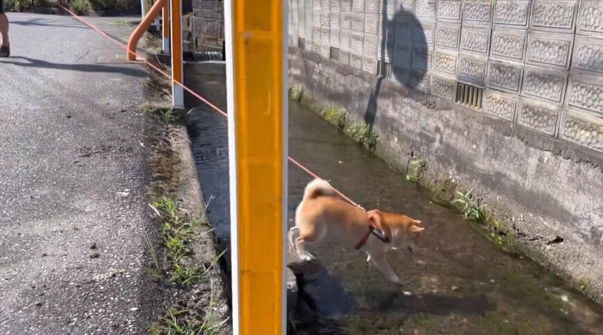柴犬と水路