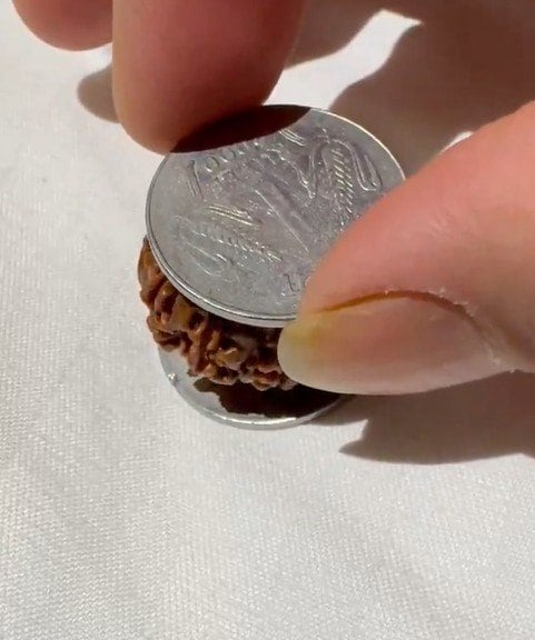 ルドラクシャの実